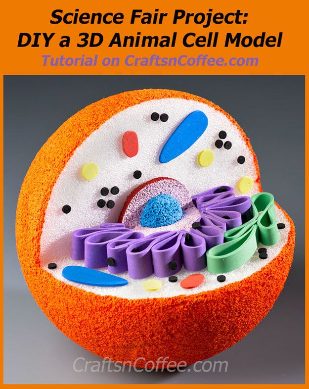 3d animal cell model